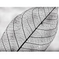 Стол круглый Cone Leaf5